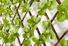 Gard decorativ de intimitate extensibil cu frunze artificiale - LunaHome.ro