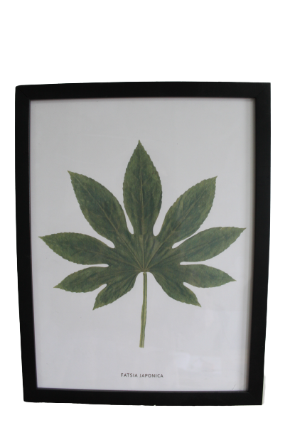 Tablou Fatsia Japonica - LunaHome.ro