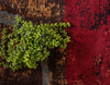 Covor traversa Soulmate, design modern, ideal în hol și dormitor 61x244 cm - LunaHome.ro